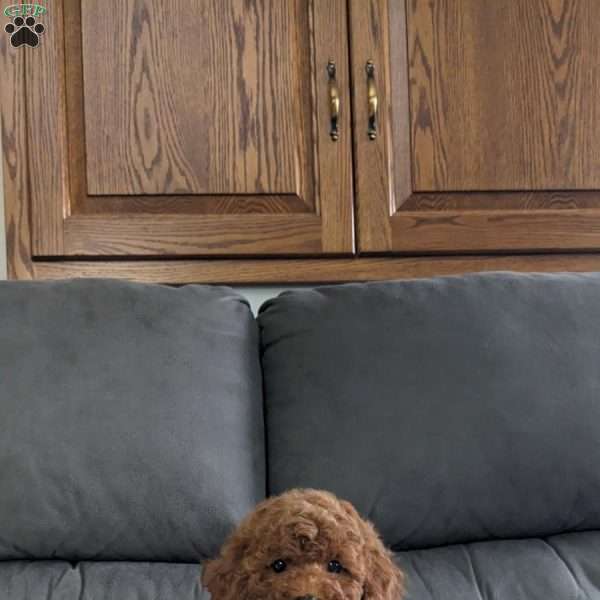 Corrie, Miniature Poodle Puppy